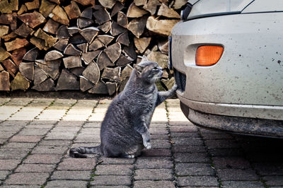 Stray cat by dirty car against pile of firewood