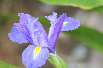 Close-up of purple flower