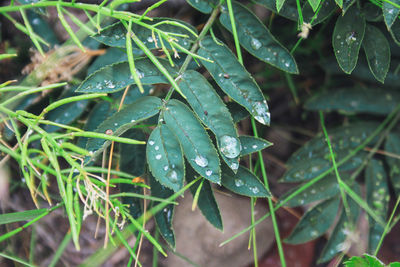 Close-up of wet plant leaves during rainy season