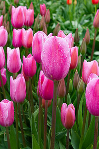 Close-up of pink flowering plants