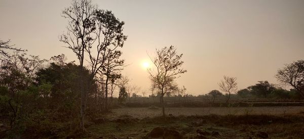 Plants growing on land against sky during sunset