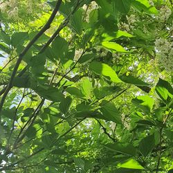 Low angle view of tree leaves