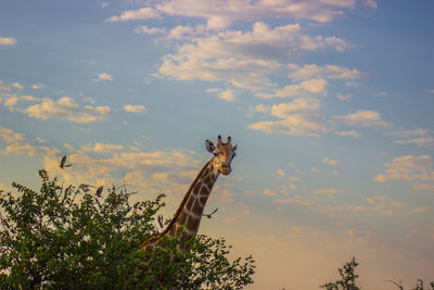 View of giraffe against sky