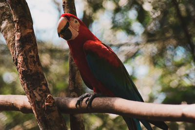 Low angle view of bird perching on branch