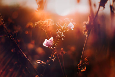 Close-up of flowering plant on field during sunset