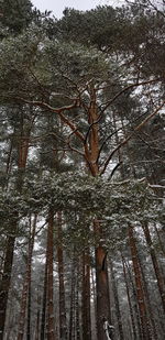 Low angle view of bare trees in forest