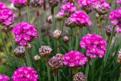Close-up of pink flowering plants