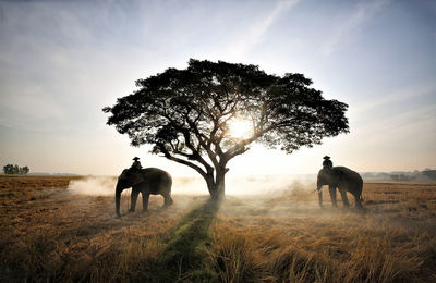 People on elephants against sky