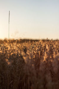 Plants growing on field