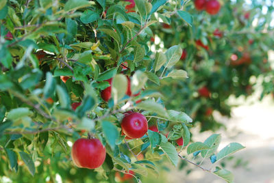 Close-up of berries growing on tree