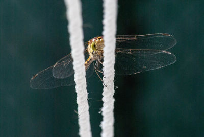 Close-up of damselfly on wire