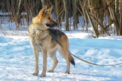 Dog on snow covered land