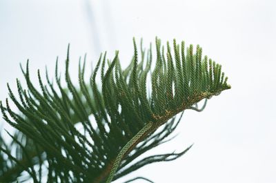 Close-up of pine tree against snow covered field