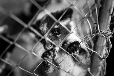 Weasel behind chainlink fence