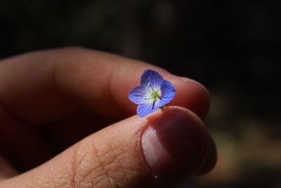 Close-up of hand holding flower