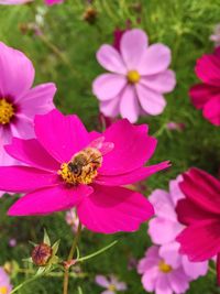 Close-up of bee on pink flower