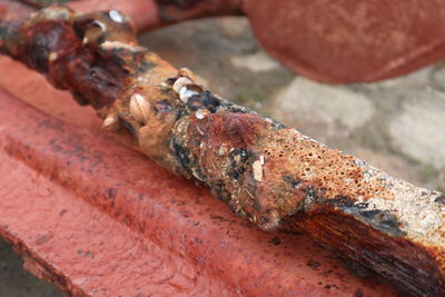 High angle view of insect on rusty metal