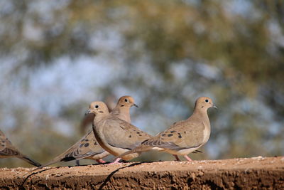 Mourning doves perching on retaining wall