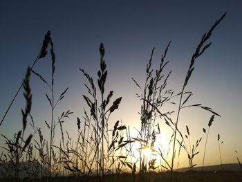 Close-up of stalks in field against sunset sky