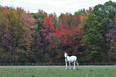 White horse standing on field against trees