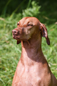 Close-up of vizsla during sunny day