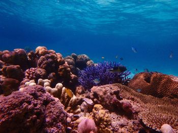 Close-up of fish swimming in sea