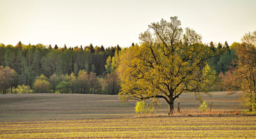 Trees against yellow sky