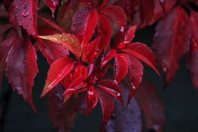 Close-up of plant autumn colours 