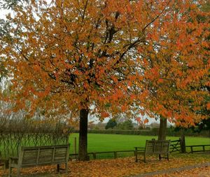 Trees in autumn