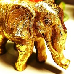 Close up of plant against blurred background