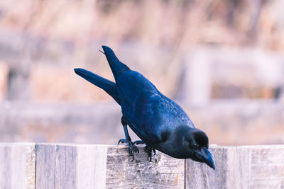 Close-up of bird perching on wood