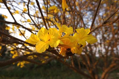 Close-up of yellow flowers blooming on tree