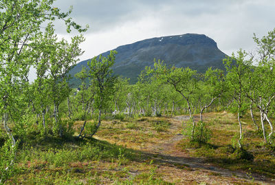 Trees growing on field against sky