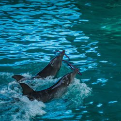 Close-up of fish swimming in sea