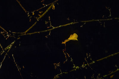 Close-up of leaves on plant at night
