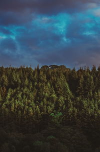 Low angle view of trees against sky