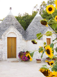 Flowers growing outside house against sky