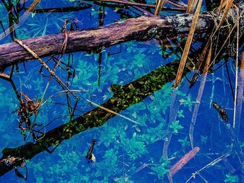 Reflection of bare trees in water