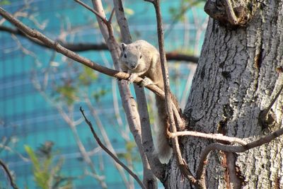 Close-up of lizard on tree