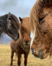 Horses on a field