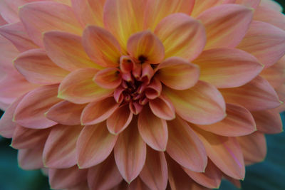 Close-up of dahlia