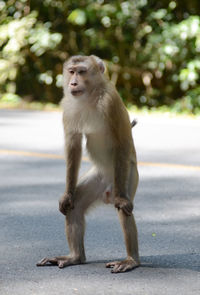 Monkey sitting on looking away