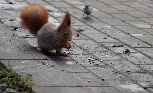 Close-up of squirrel eating