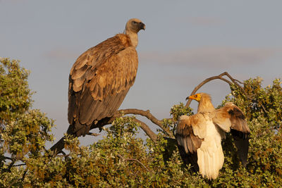 Birds perching on a tree