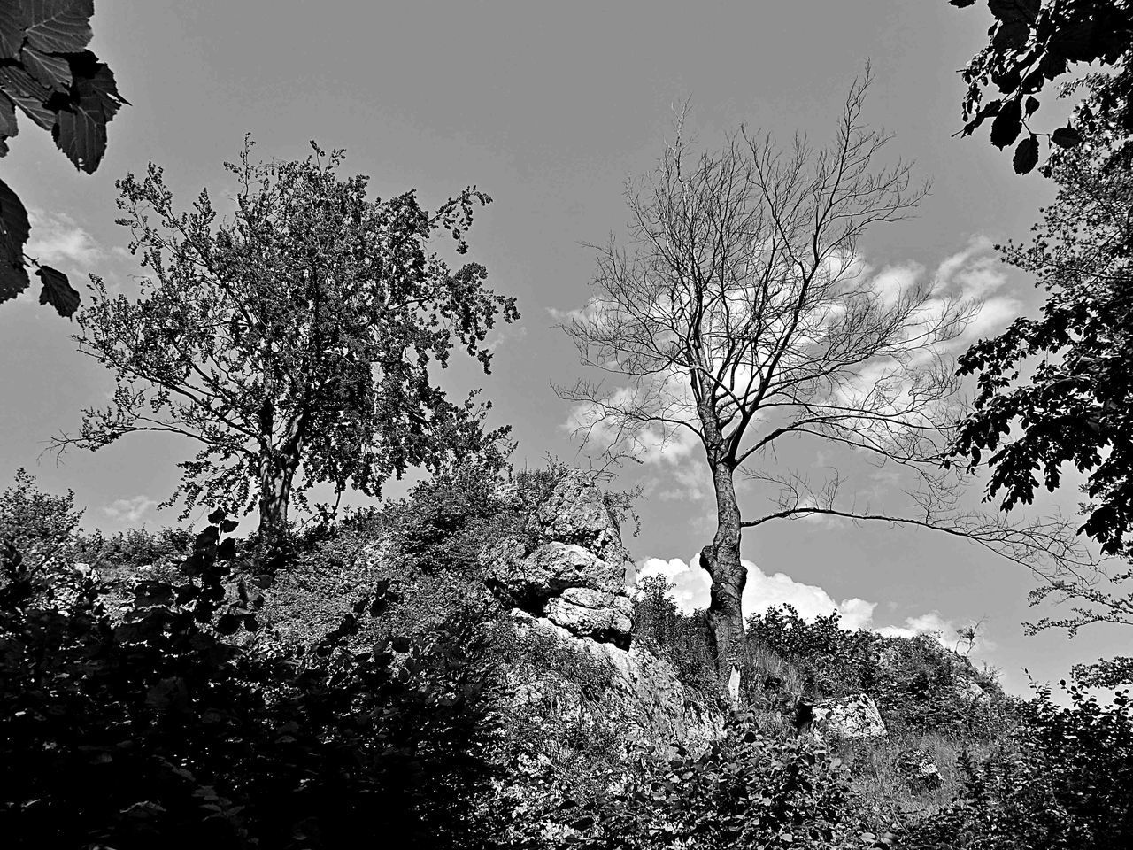 LOW ANGLE VIEW OF TREES AGAINST CLEAR SKY