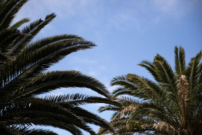 Palms against the sky