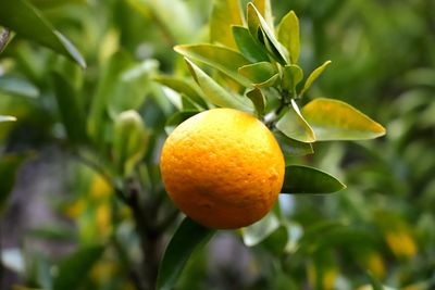 Close-up of fruit on tree