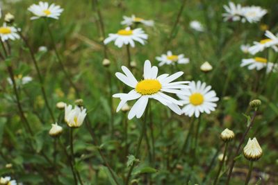 Close-up of white daisy flowers