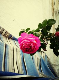 Close-up of pink rose