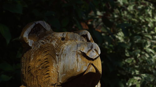 Close-up of lizard on tree